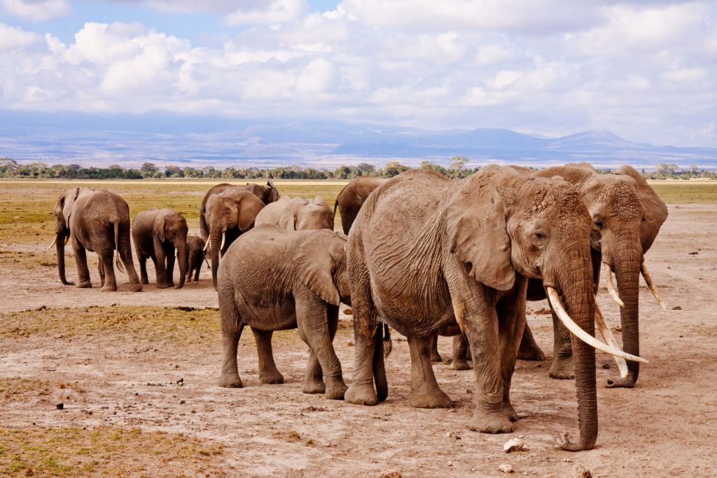 Amboseli Big Sky & Elephants