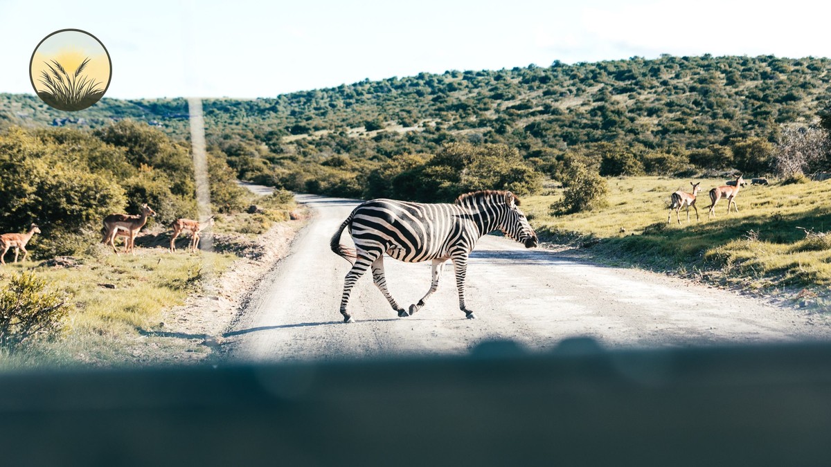 The Best Kenya Safari Camps for Photographers - photo 1