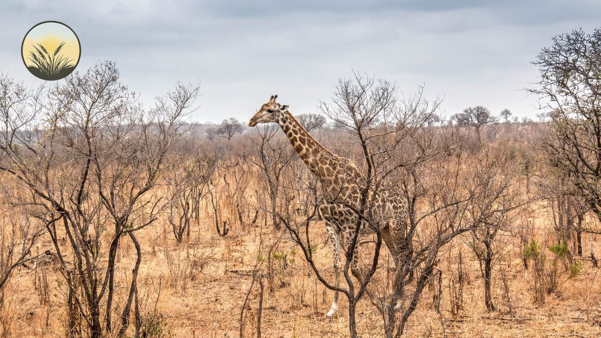 Best Lens Focal Length for Wildlife Safari in Kenya