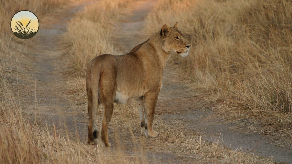 Best Lens Focal Length for Wildlife Safari in Kenya - photo 1