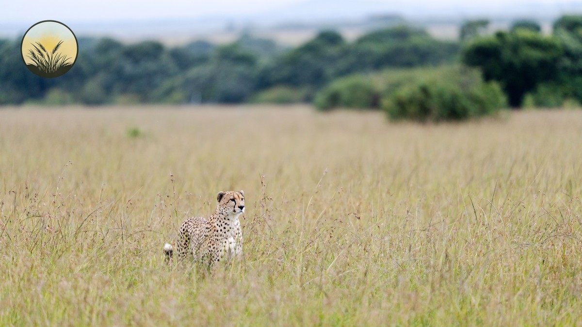 Best Lens Focal Length for Wildlife Safari in Kenya - photo 2