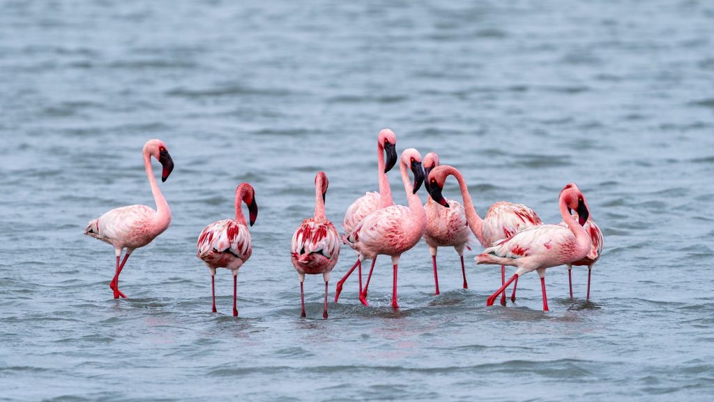 Birding Safari: Rift Valley & Highlands