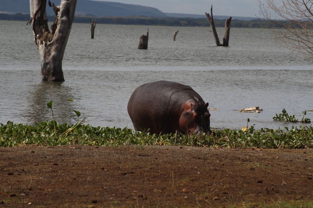 Budget Short Safari: Nakuru & Naivasha