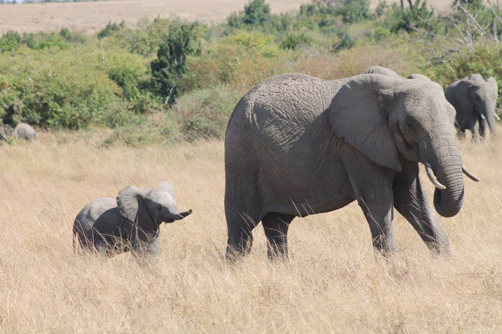 Family Safari: Mara & Nakuru