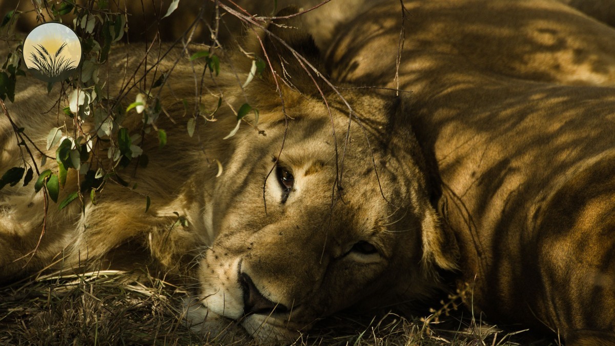 Kenya Safari Tipping Guide: Who to Tip and How Much