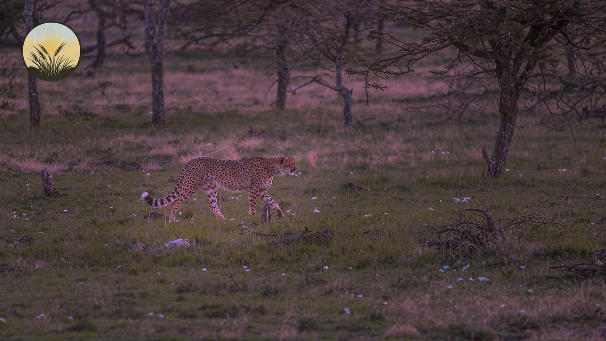 Kenya Safari Tipping Guide: Who to Tip and How Much - photo 2