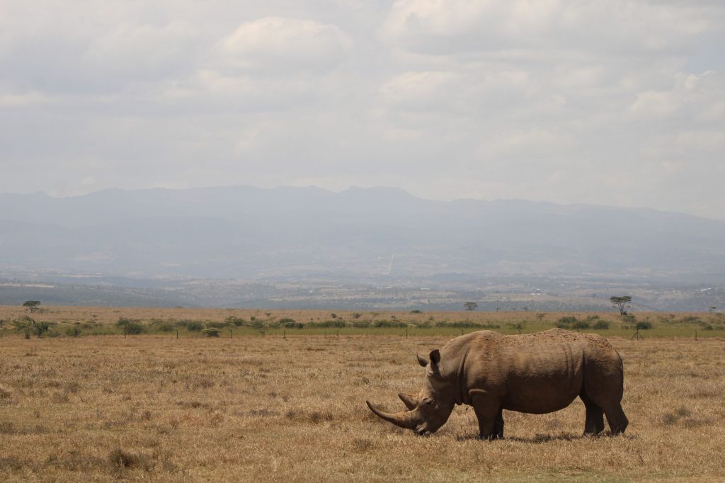 Laikipia Slow Safari