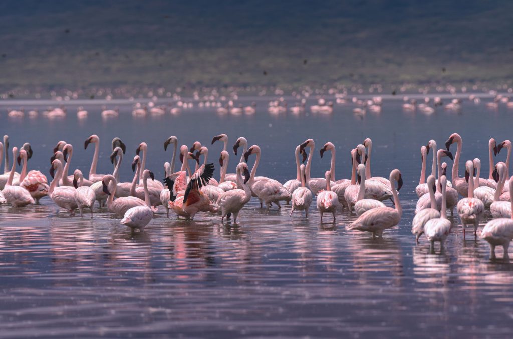 Lake Nakuru & Naivasha Rift Valley Safari