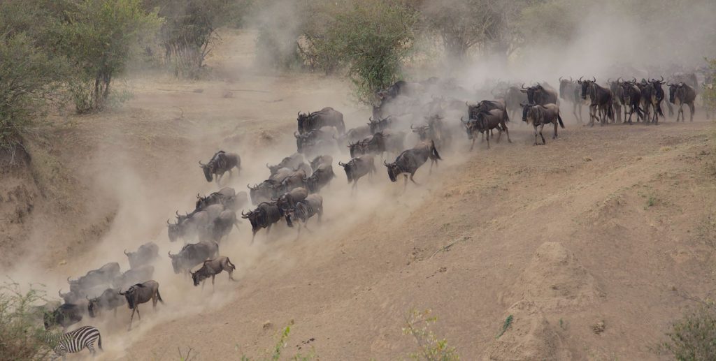 Maasai Mara Migration Season Safari