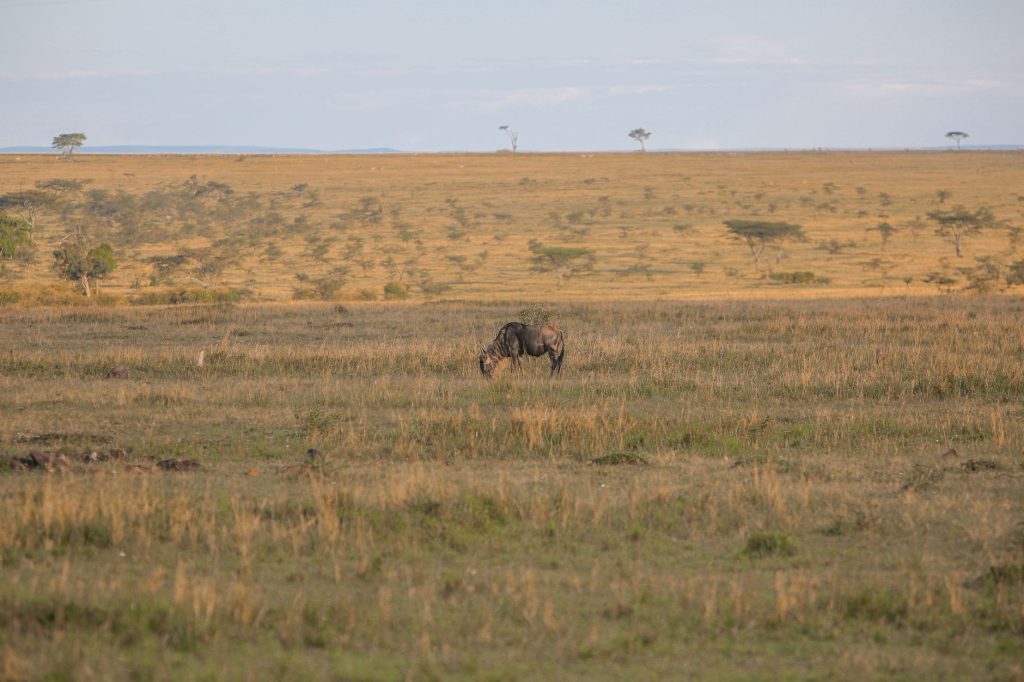 Maasai Mara Open Plains Safari