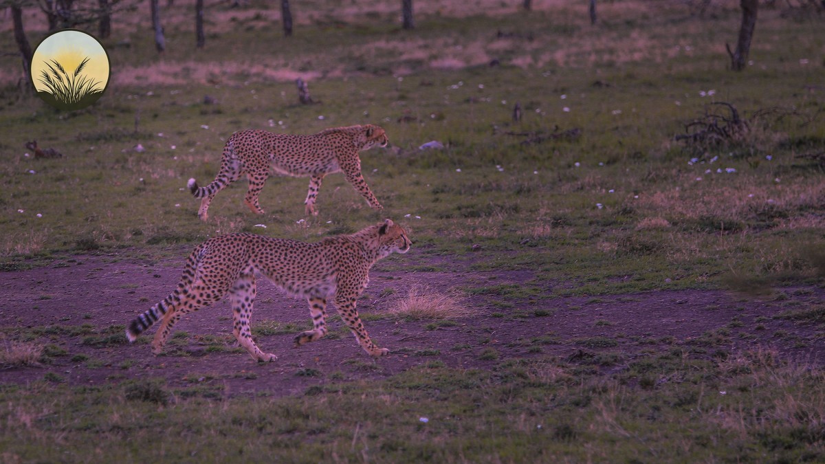 Mara North Conservancy Honeymoon Guide