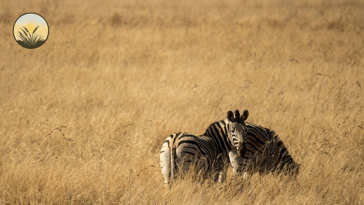 Mara North Conservancy Honeymoon Guide | Plain Safaris - photo 1