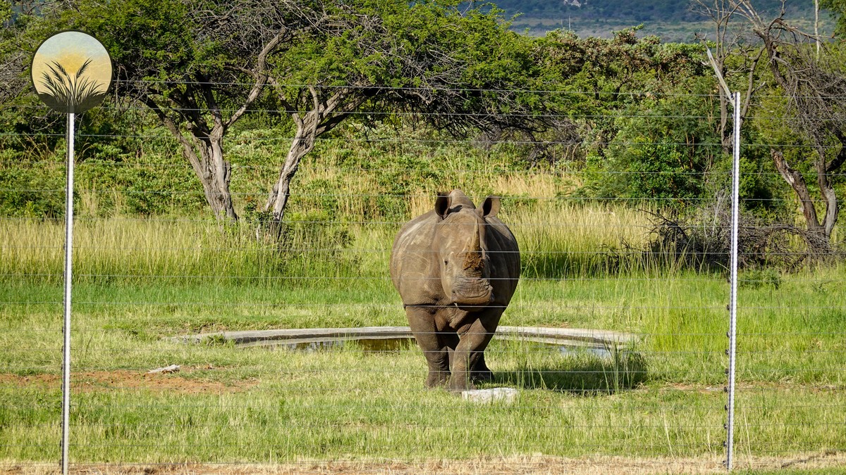 Mara North Conservancy Honeymoon Guide | Plain Safaris - photo 2