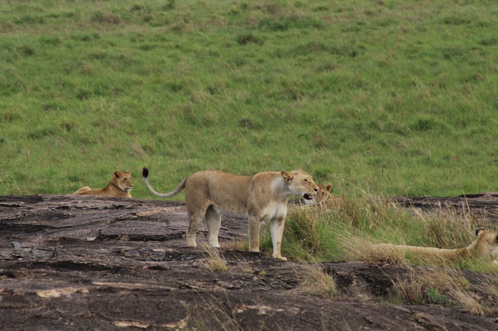 Mara North Conservancy Safari