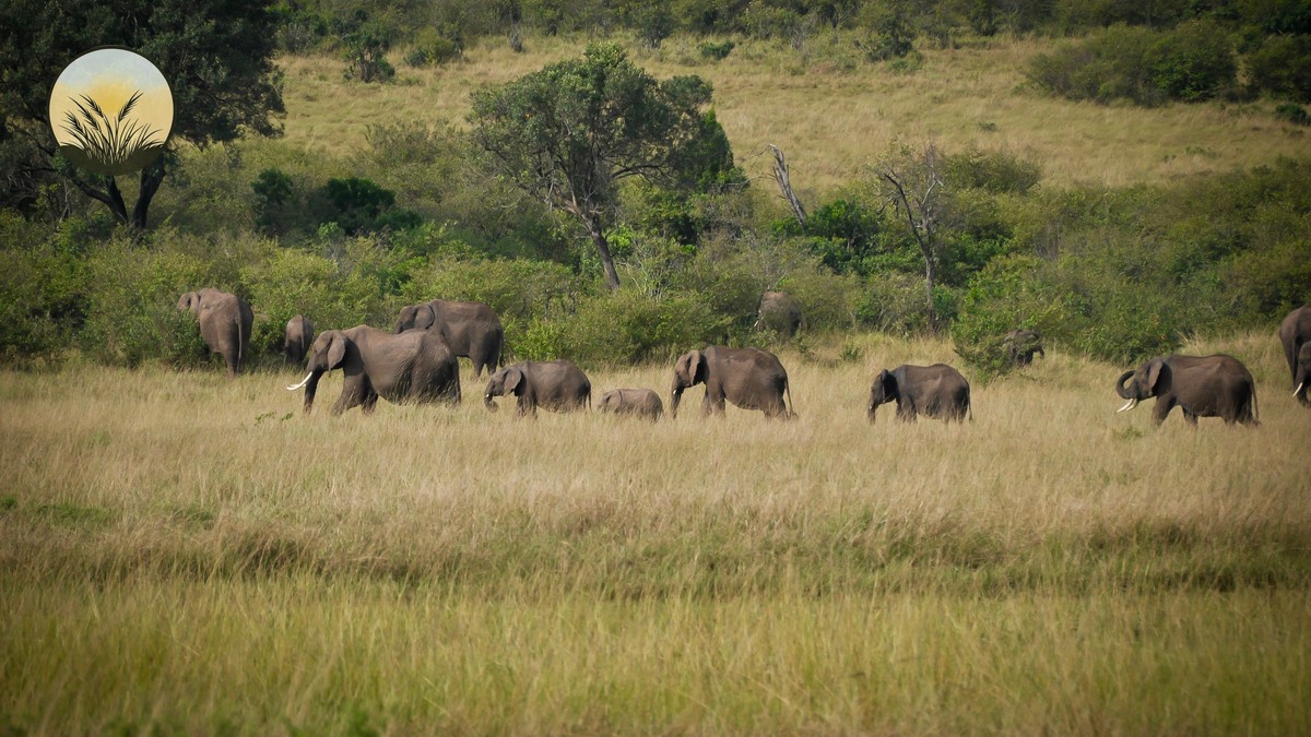Meru National Park Safari: Kenya's Quietest Park