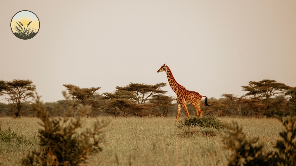 Meru National Park Safari: Kenya's Quietest Park - photo 1