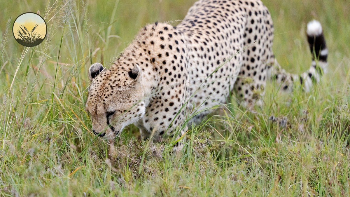 Meru National Park Safari: Kenya's Quietest Park - photo 2