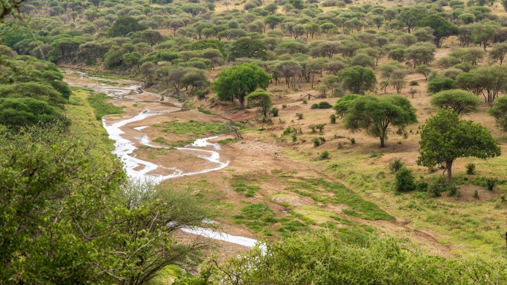 Meru Wilderness Plains Safari
