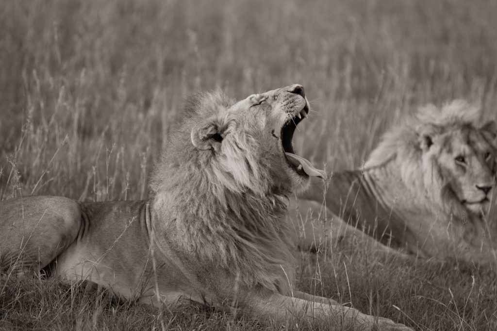 Naboisho Conservancy Safari
