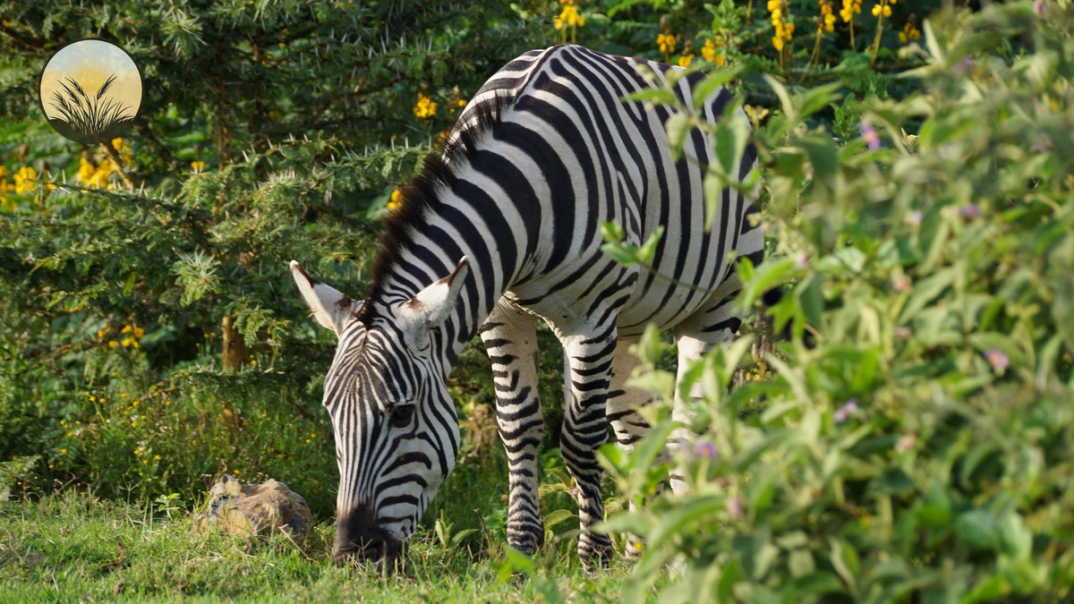 Ol Pejeta Chimpanzee Sanctuary Visit: What to Know - photo 2