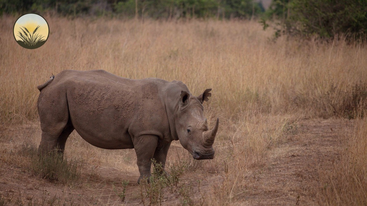 Photographic Safari Vehicle Kenya: What Makes One Good? - photo 2