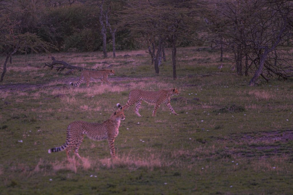 Photography Safari: Mara Big Cats