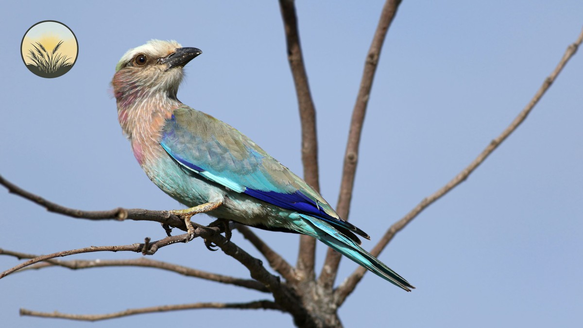 Rift Valley Lakes Birding Circuit: A Kenya Route Guide - photo 1