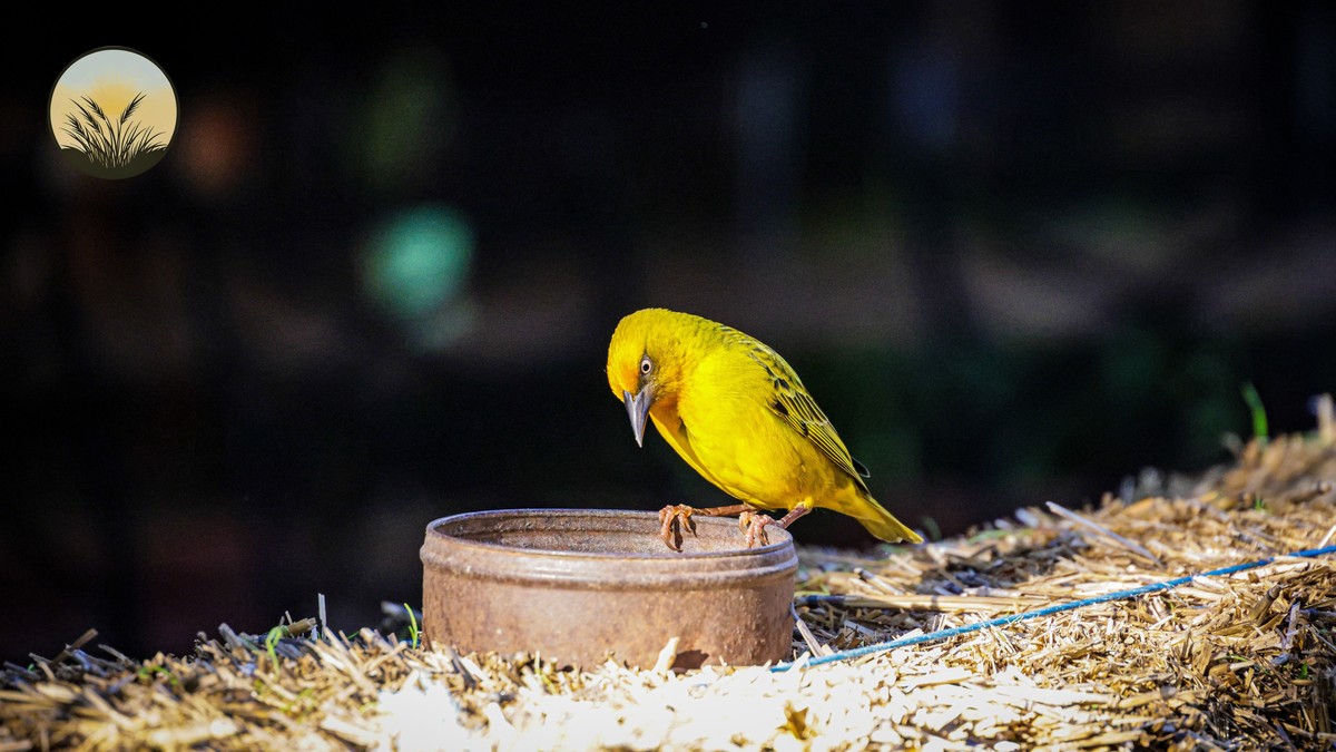 Rift Valley Lakes Birding Circuit: A Kenya Route Guide - photo 2