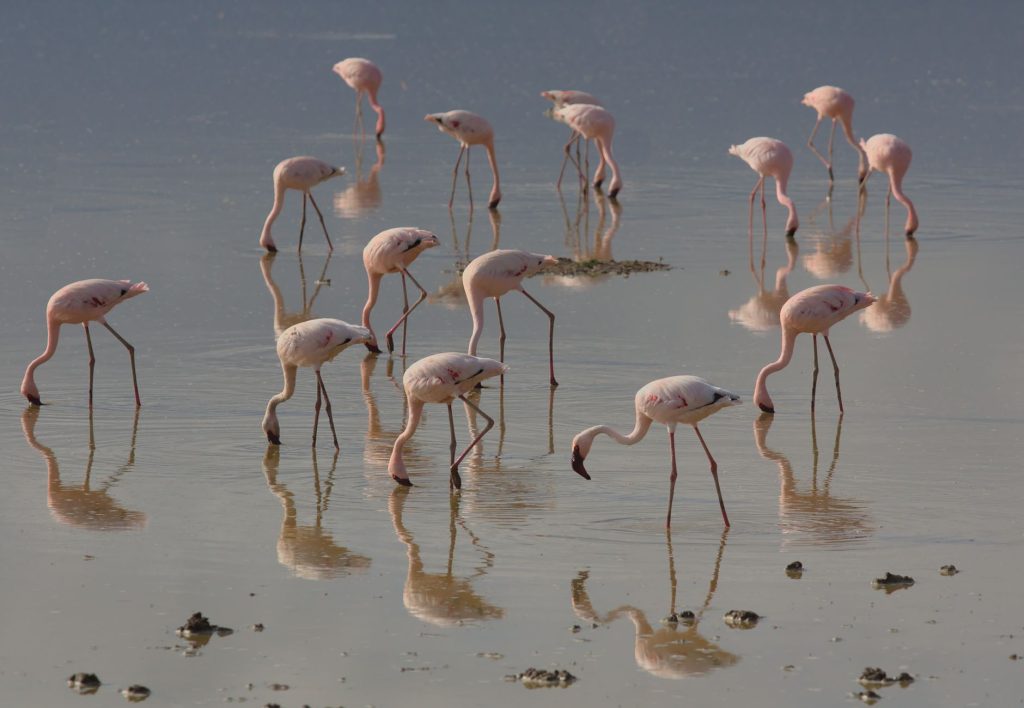 Rift Valley Lakes Extended: Bogoria & Elmenteita