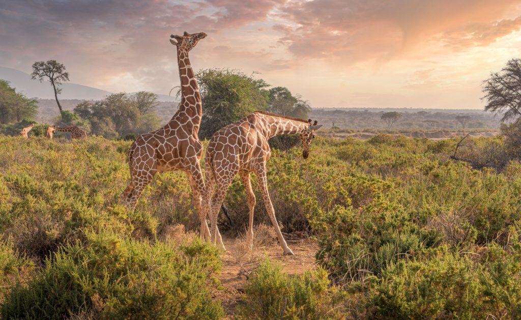 Samburu’s Northern Plains
