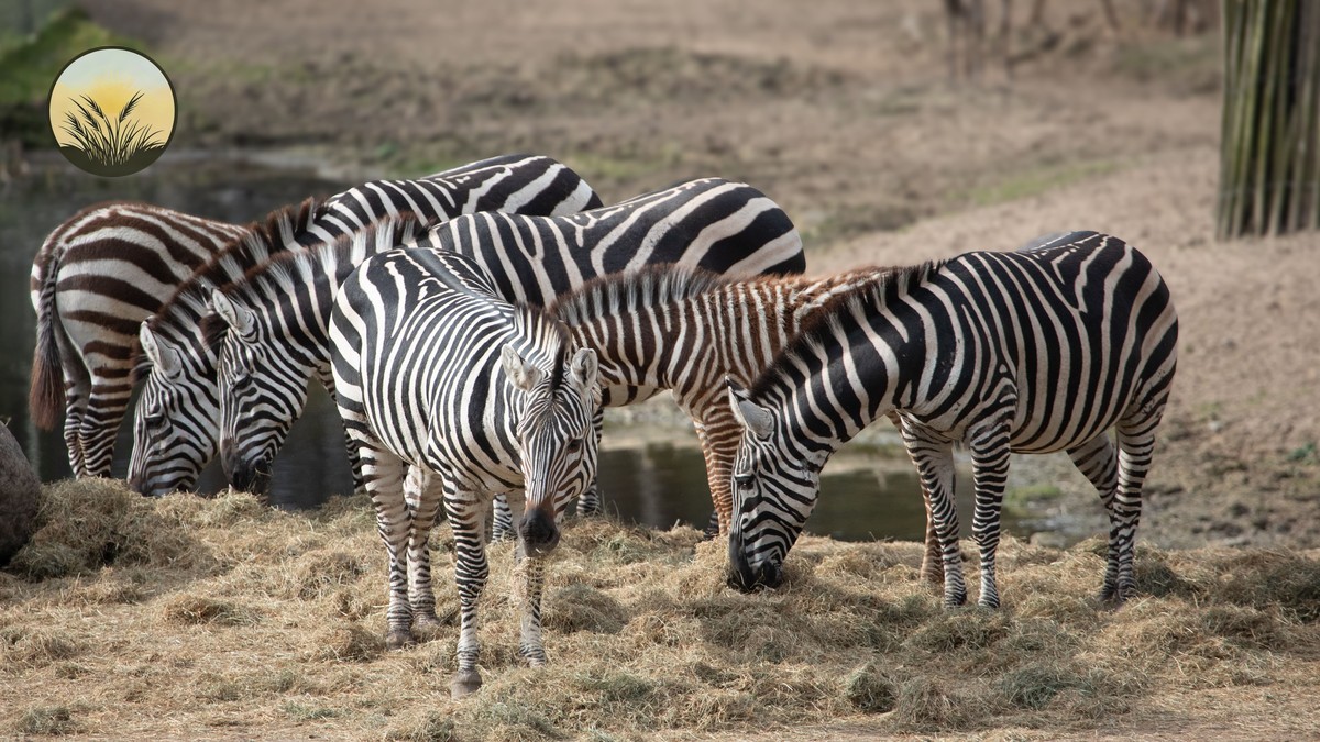 Samburu Special Five Wildlife Guide