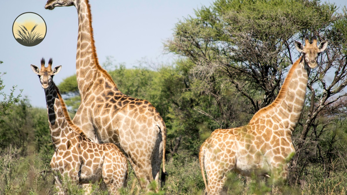 Samburu Special Five Wildlife Guide | Plain Safaris - photo 1