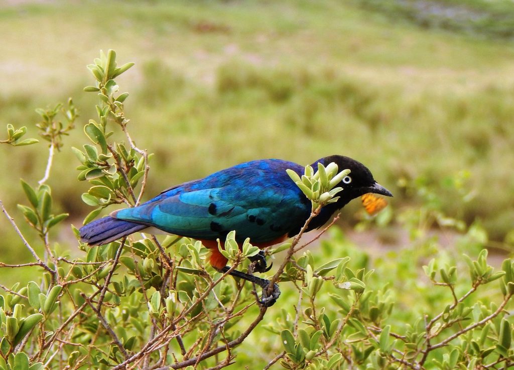 Shaba National Reserve Safari