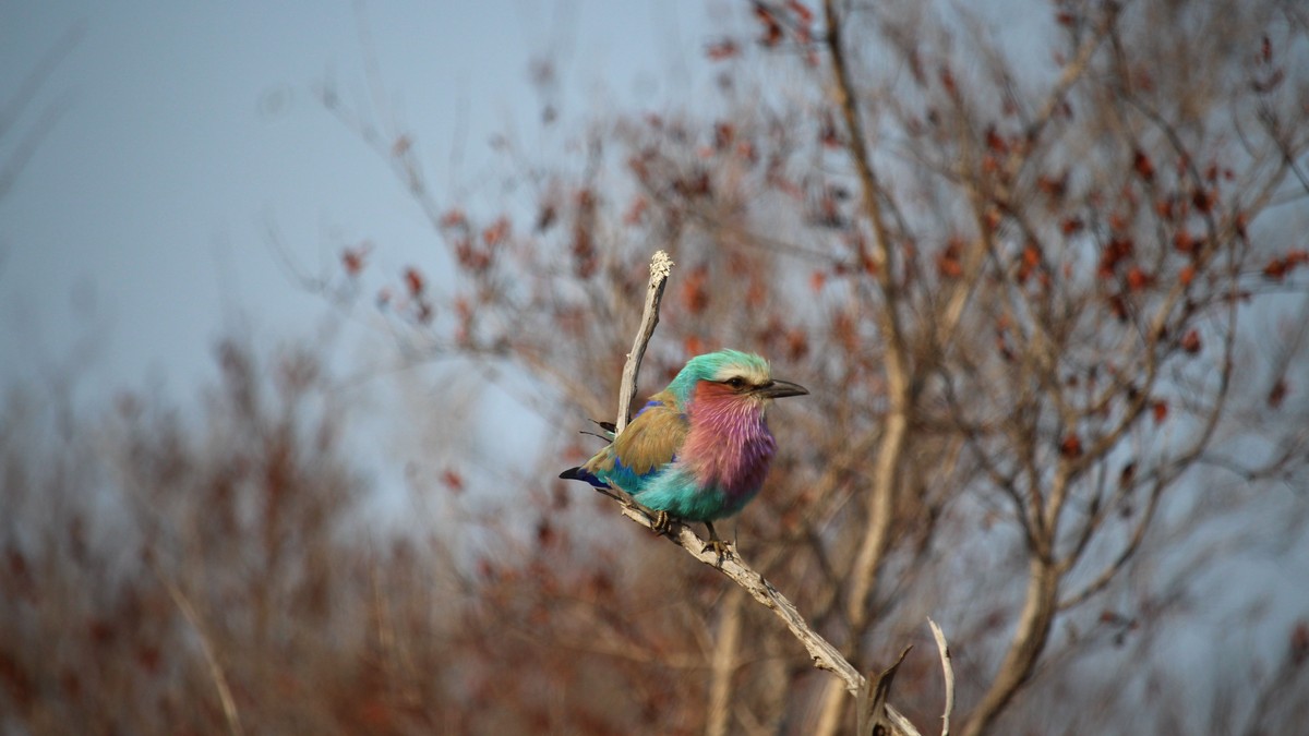 Slow-Paced Birding Safari Kenya: Why Pace Beats Speed - photo 1