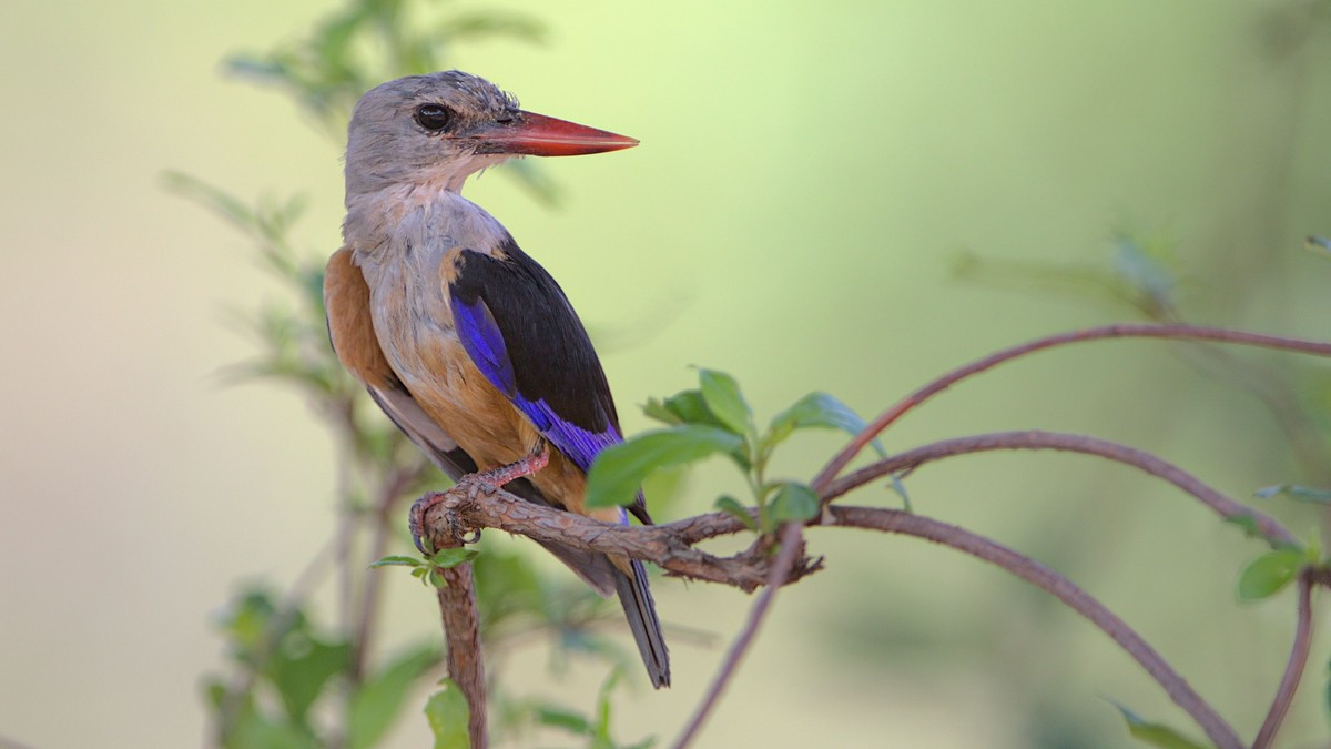 Slow-Paced Birding Safari Kenya: Why Pace Beats Speed - photo 2