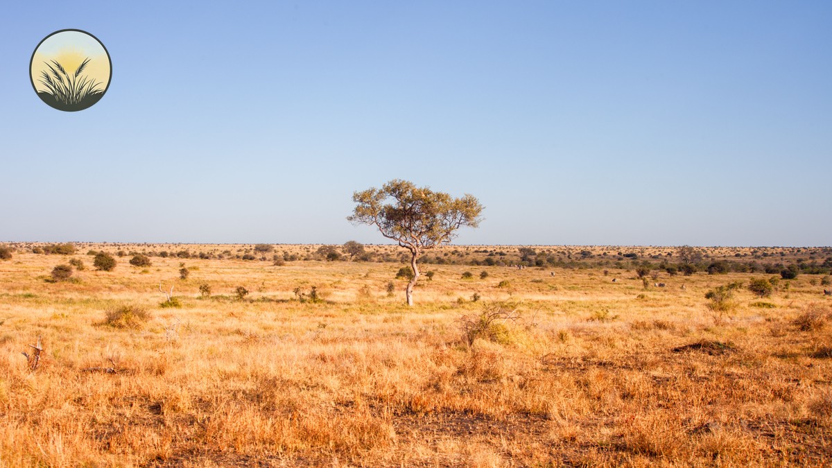 Swahili Phrases for Safari Travelers: A Kenya Guide - photo 1