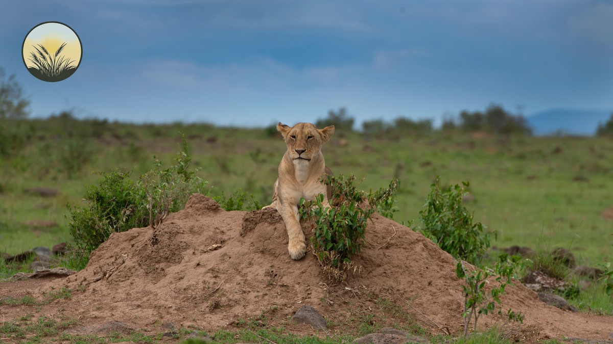 Swahili Phrases for Safari Travelers: A Kenya Guide - photo 2