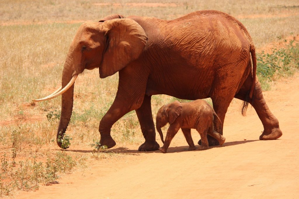 Tsavo’s Red Earth Plains
