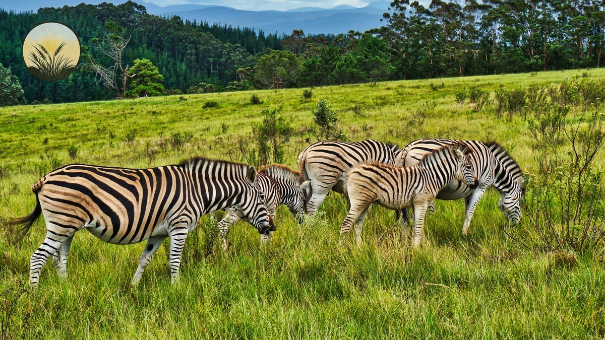 Vow Renewal Safari Kenya: Anniversary Planning Guide