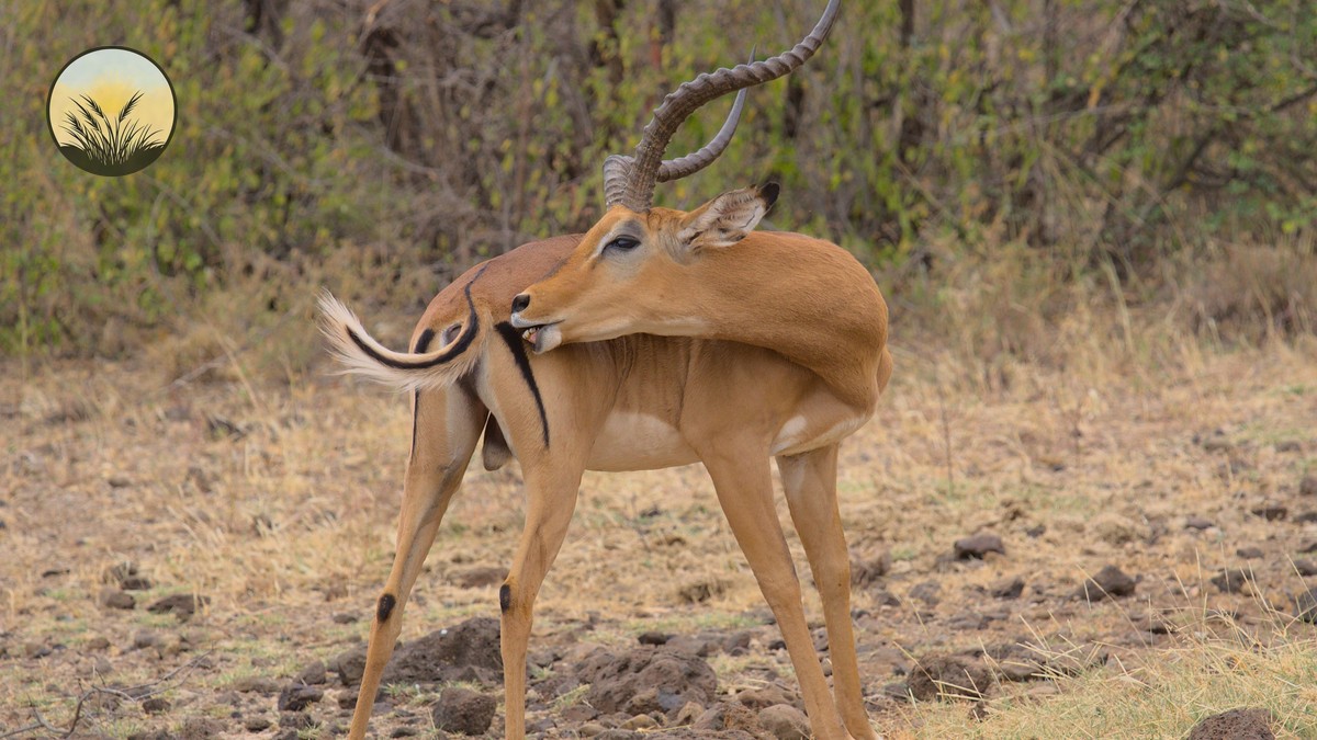 Vow Renewal Safari Kenya: Anniversary Planning Guide - photo 2