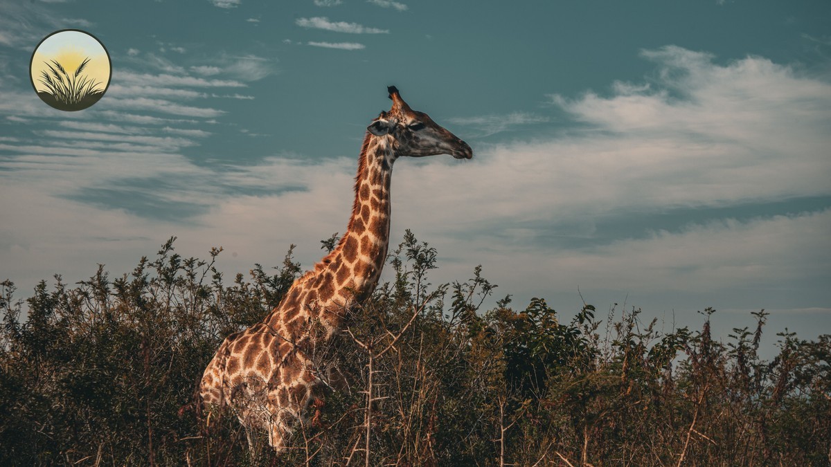 Watamu Marine Park Safari Combo: The AM/PM Route