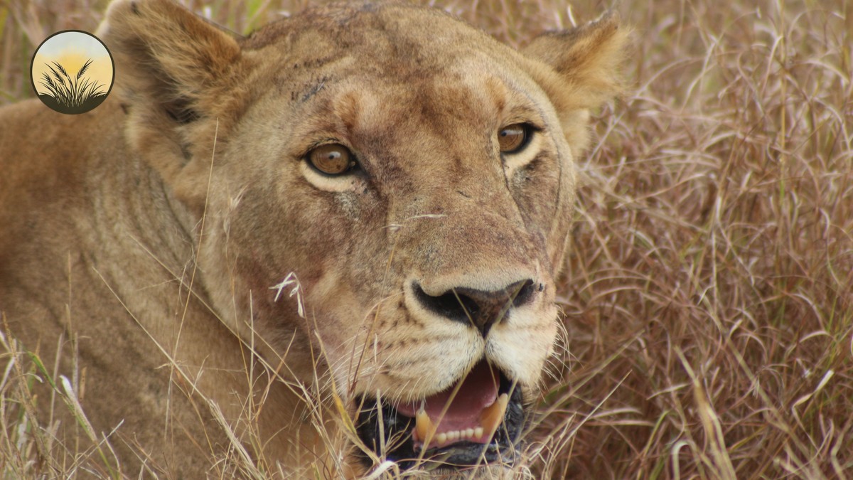 Watamu Marine Park Safari Combo: The AM/PM Route - photo 2