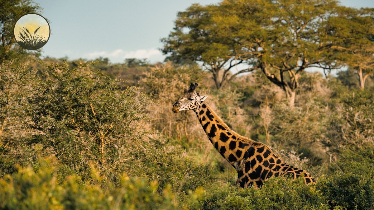 Wild Dog Sightings in Laikipia, Kenya: Best Spots