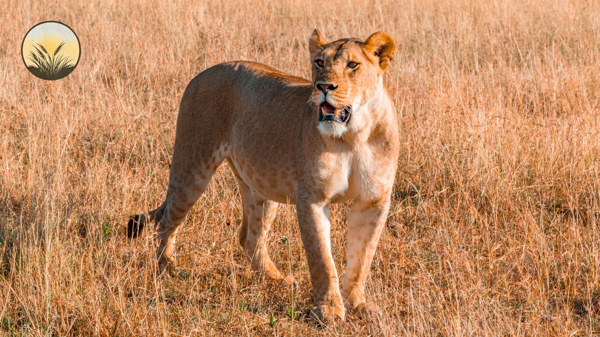 Wild Dog Sightings in Laikipia, Kenya: Best Spots - photo 1