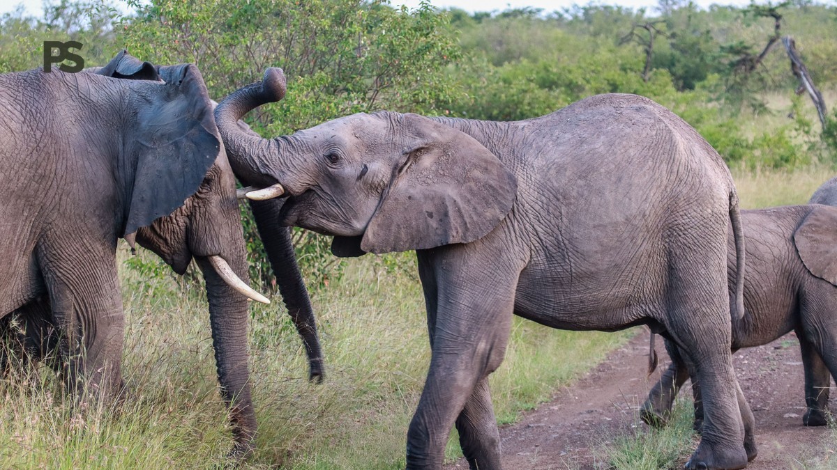 Adopt an Elephant David Sheldrick Kenya Vietnamese Speakers