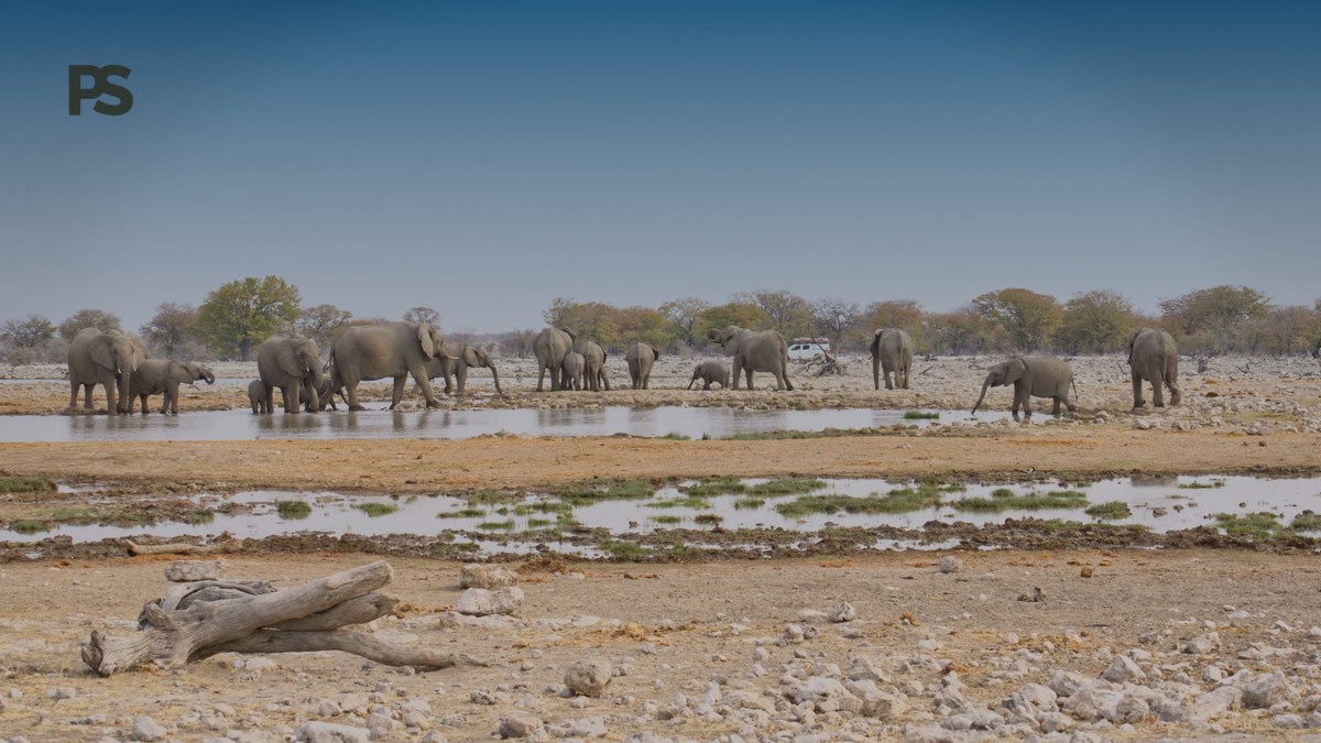 Amboseli Dry Season Dust Conditions Romanian Speakers - photo 1