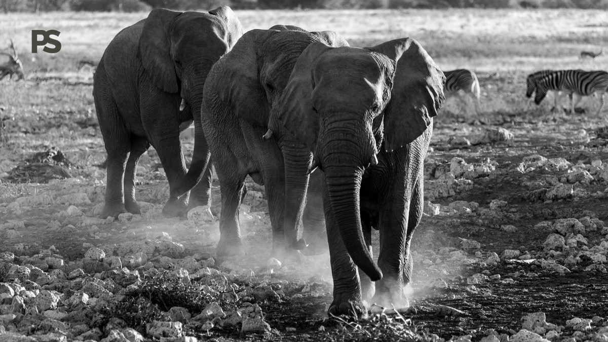 Amboseli Super Tusker Elephants Guide: Who's Left in 2026