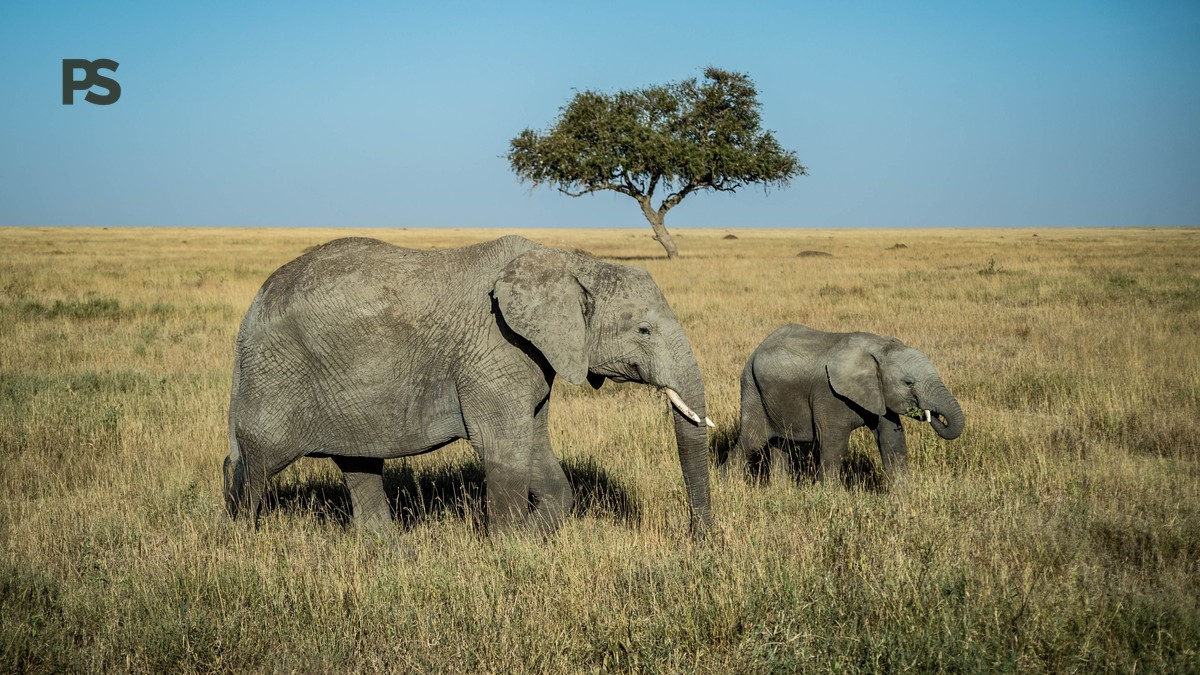 Amboseli Super Tusker Elephants Guide: Who's Left in 2026 - photo 1