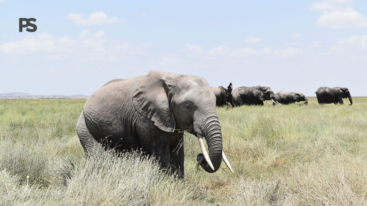 Amboseli Super Tusker Elephants Guide: Who's Left in 2026 - photo 2