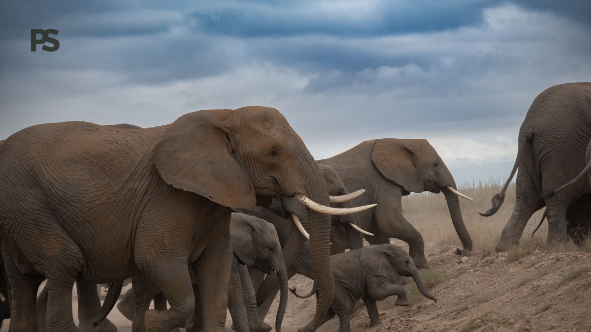 Amboseli vs Chyulu Hills Safari Comparison